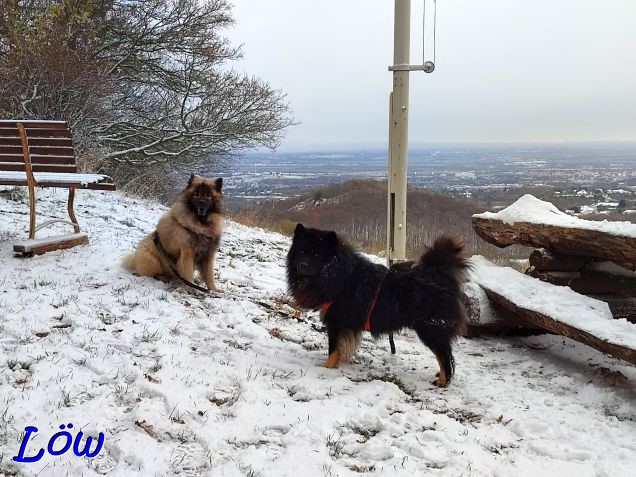 25.11.2023 - Zwei Kumpeln im Schnee